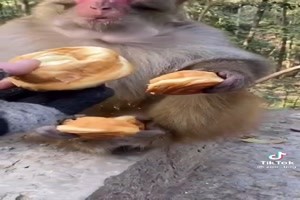 ein gieriger Affe