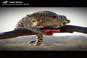 Animals Wildlife - Tiere Tierwelt
