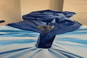 Katze auf dem W�schest�nder