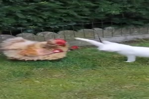 Lustiges mit einem Huhn
