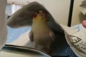 Lustiger Vogel