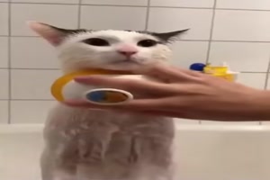 Katzen-Wellness