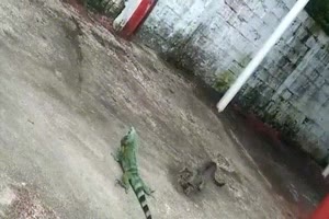Katze schleicht sich an