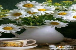 Daisies - Gnseblmchen