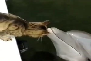 Katze schmust mit Delphin