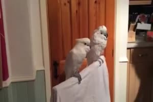 Animals 