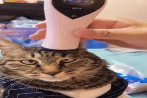 Katze ist begeistert