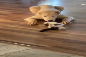 Ktzchen und groer Hund