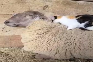 Gem�tliches Pl�tzchen f�r die Katze