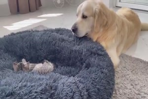 Katze liegt im Hundebett