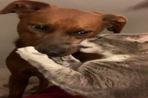 Katze und Hund lieben sich