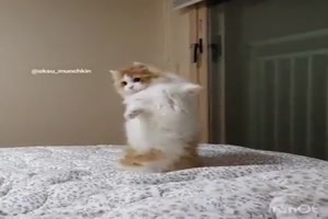Katze verppeln
