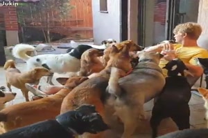 Animals