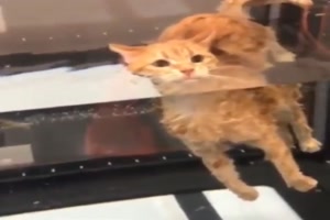 Katze chillt im Wasser