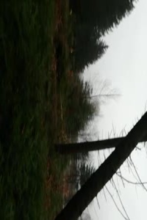 zielgerechtes Baumf�llen