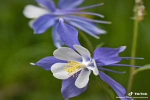 Good morning & have a good mood - Guten Morgen & gute Laune