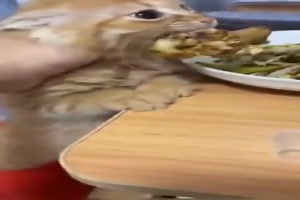 Katzen und Futter