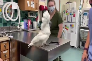 Mit dem Kakadu abrocken