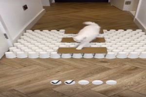 Hindernisparkours f�r die Katze