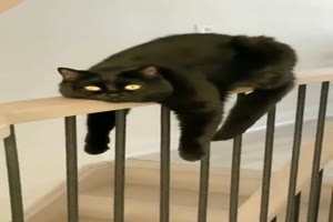 Katze chillt