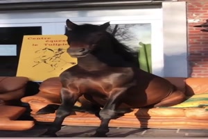 Pferd chillt