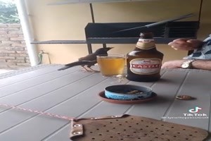 der Vogel ist Alkoholiker