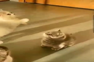 Niedliche Katzen