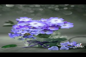 Lente bloesems - Fr�hlingsbl�ten