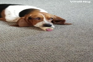 Lustiger Hund