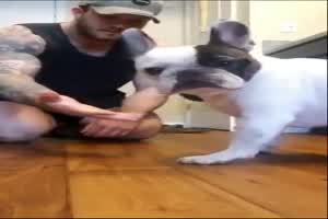 Der Hund ist fassungslos