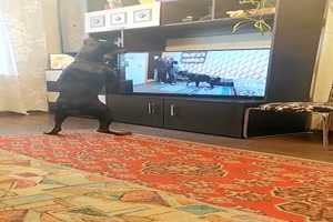 Hund sieht fern