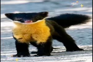 Tiere
