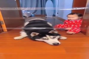 Der Hund macht es vor