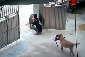 Ein freundlicher Hund