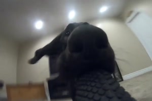 Hund hat die Kamera geklaut