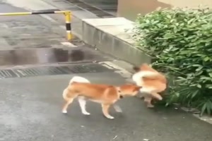 Hunde eben