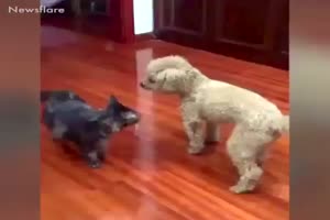 Hund und Katze