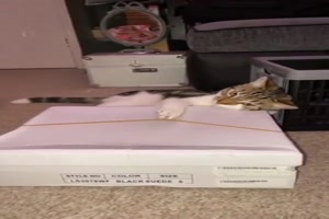 Musik mit Katzen