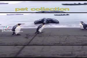 Tier Collection