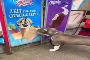 Hund will sein Lieblings-Eis haben