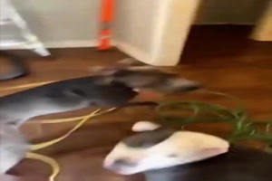 Ein super Wachhund