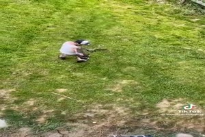 Vogel Prank