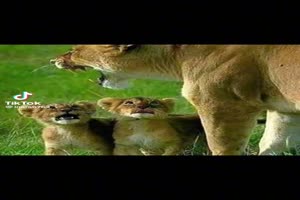 Tierfamilien