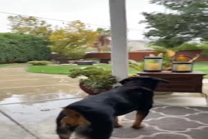 Hunde-Parkours