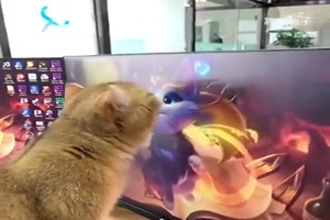 Sie liebt die Fernsehkatze