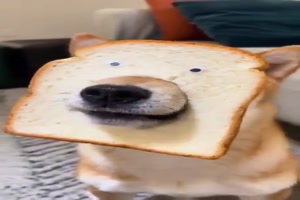 Sieht lustig aus der Hund