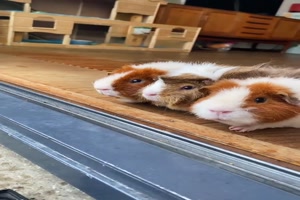 Lustige Meerschweinchen