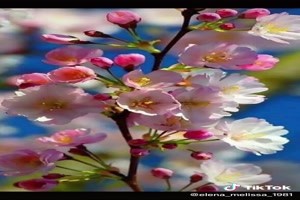 Blossom - Blte