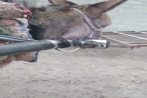 Getunter Eselkarren