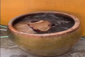 Der Hund f�hlt sich wohl